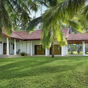 Coco Peach Tree , Katunayake Sri Lanka